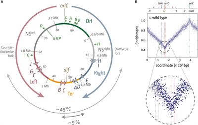 Too Much of a Good Thing: How Ectopic DNA Replication Affects Bacterial Replication Dynamics